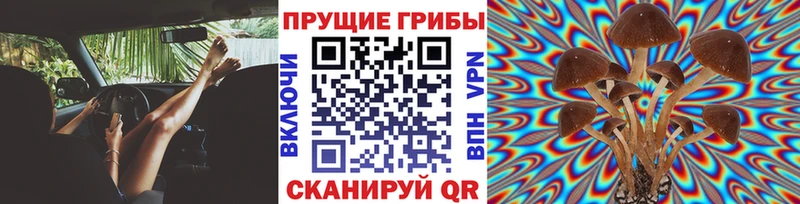 цена   Лодейное Поле  Псилоцибиновые грибы мицелий 